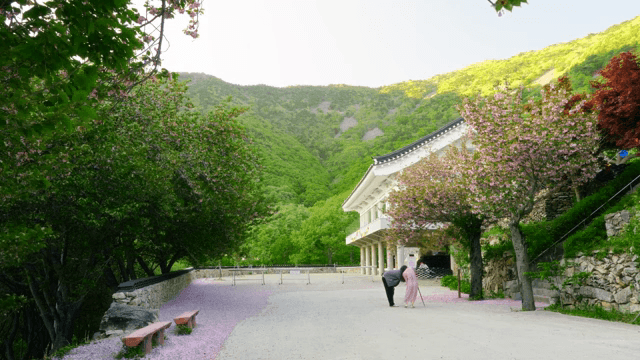 벚꽃이 핀 고요한 산사
