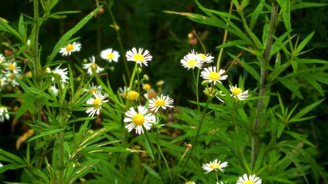 Wild daisies blooming in a lush green field