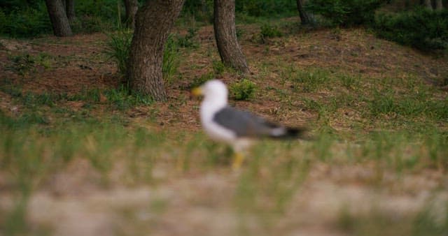 Seagull Resting in a Grassy Field