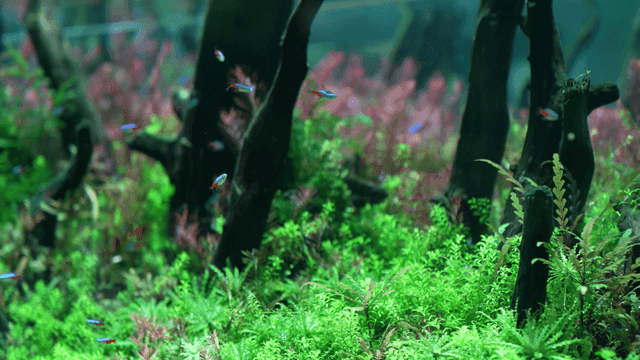 Colorful fish swimming in a lush aquarium