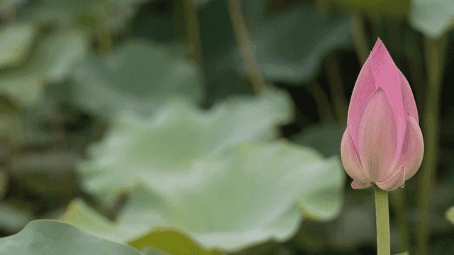 Pink lotus bud with green lotus leaves