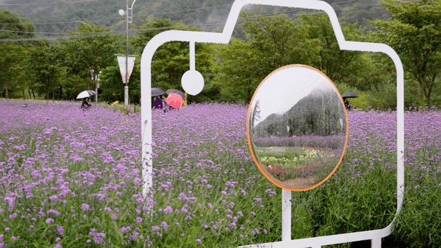 Camera-shaped photo spot with a circular mirror in a purple flower field