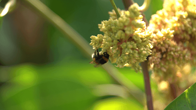 Bees pollinating flowers in garden