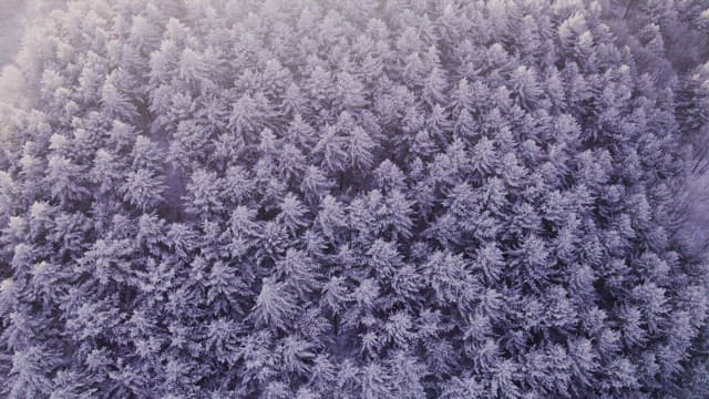 눈으로 하얗게 뒤덮인 새벽녘의 산