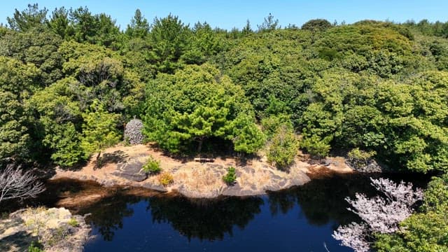 풍력 터빈이 보이는 울창한 숲