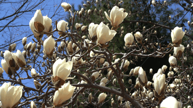 Magnolia blossoms on a sunny day