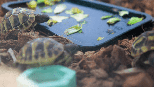 Turtles exploring their habitat