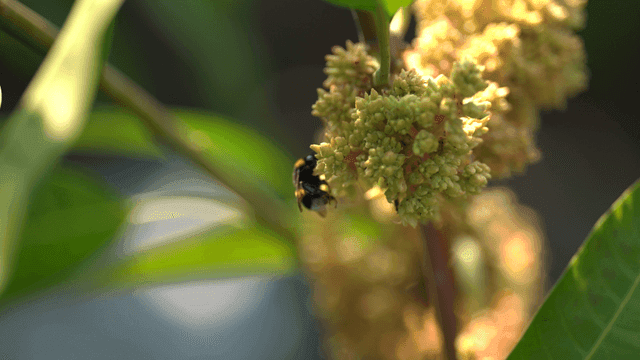 Bumblebee on flower in garden