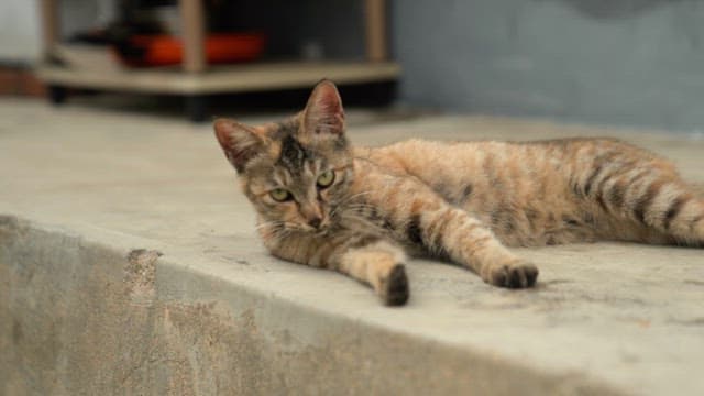 Cat rolling on concrete stairs and observing its surroundings