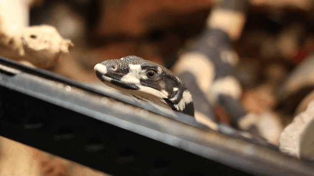 Patterned lizard inside terrarium