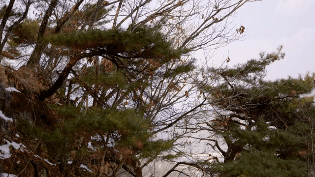 나뭇가지에 매달린 마른 잎