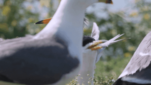 Two birds with black crests in a nest