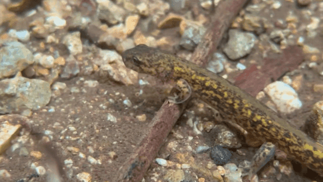 Small lizard on a rocky ground