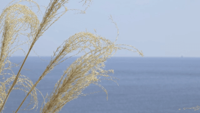 바람에 흔들리는 갈대