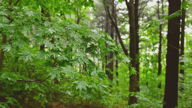 숲 속 잎 위로 떨어지는 빗방물