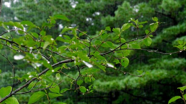 Rain falling on green leaves in a forest