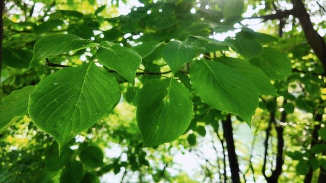 Fresh green leaves basking in sunlight