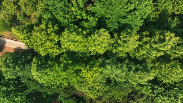 울창한 나무가 있는 푸른 숲