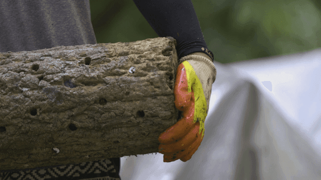 Gloved person holding log