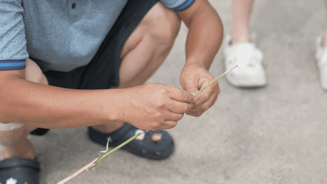 Person winding thread on bamboo