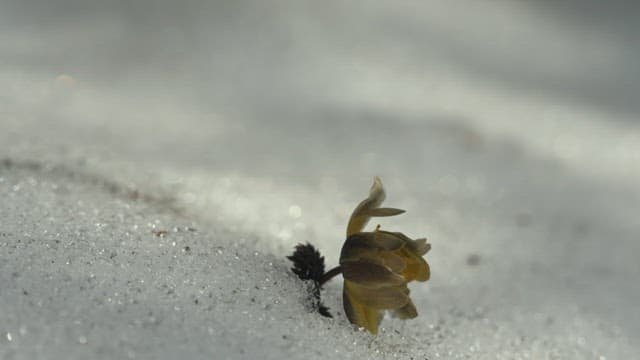 Solitary flower emerging through snow