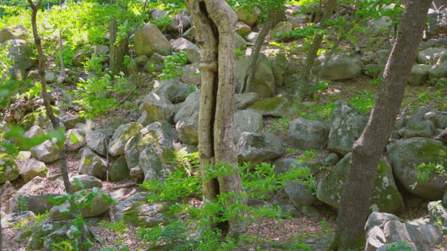 푸른 산속 돌과 나무들
