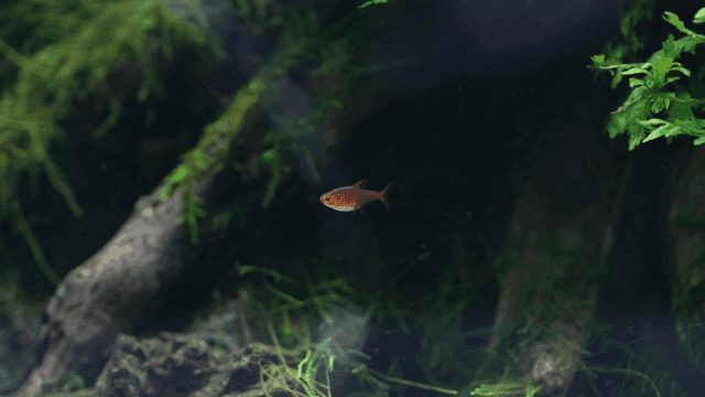 A small fish swimming in an aquarium