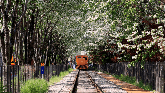 Train passing along road lined with Korean white lilac trees