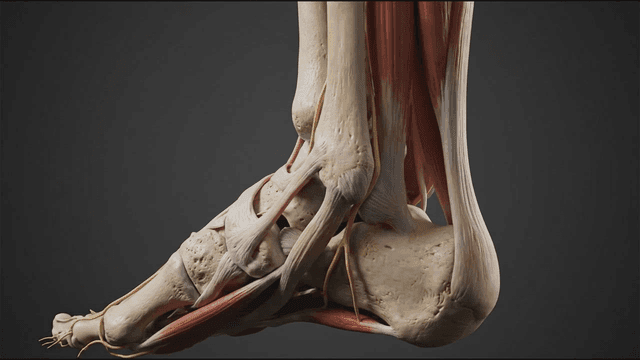 Anatomical details of human foot