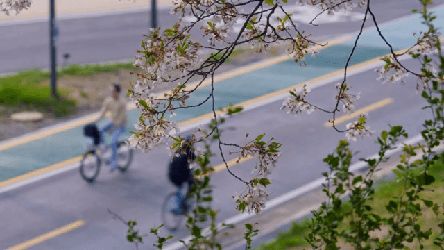 Cherry blossoms blooming on the roadside