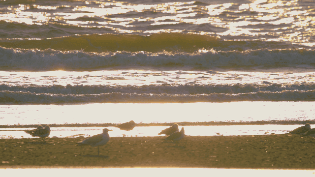 도요새들이 쉬고 있는 햇빛이 비치는 해변