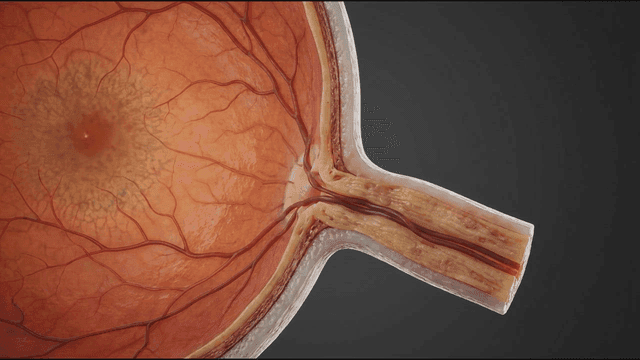 Anatomical details of human eye