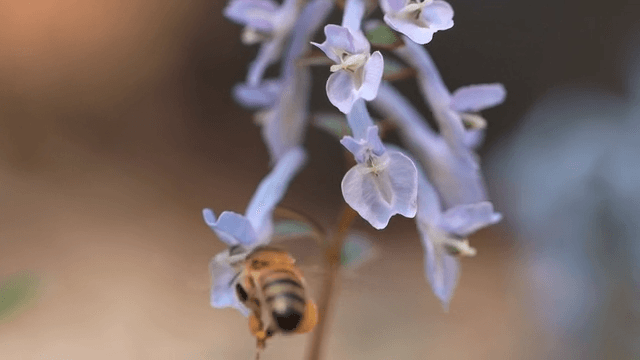 Honeybees approaching purple flowers