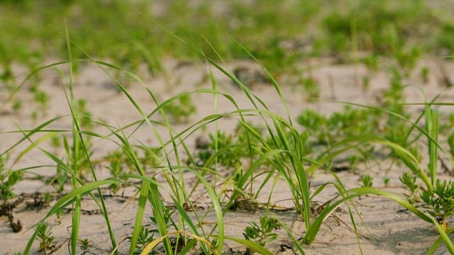 모래 위에서 자라는 녹색 풀