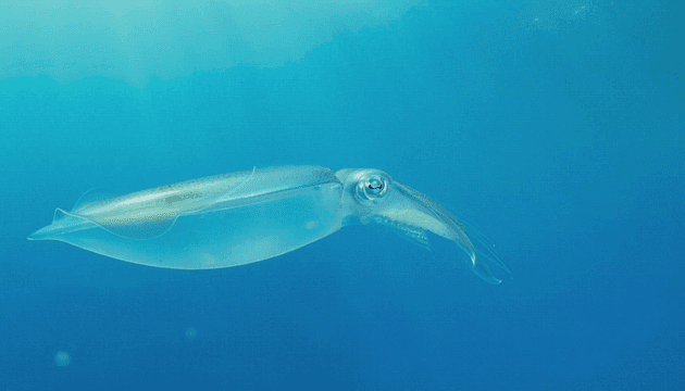 Squid swimming elegantly underwater