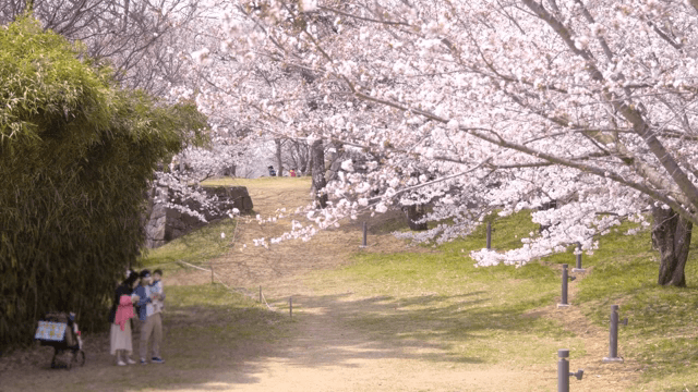 벚꽃이 만개한 풍경과 사람들
