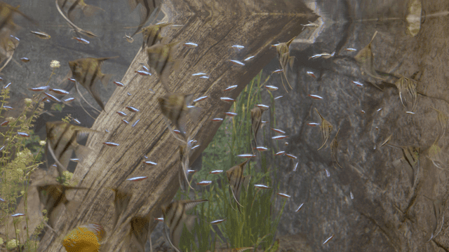 Various fish swimming in aquarium