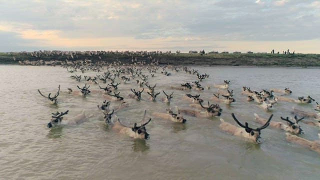 Reindeer Herd Crossing a River