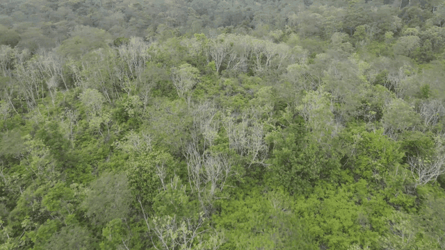 멀리 언덕이 보이는 푸른 숲