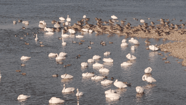 Swans and mallards on river