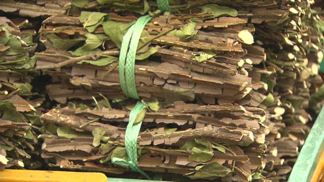 노란 바구니에 담긴 가시가 많은 엄나무 묶음