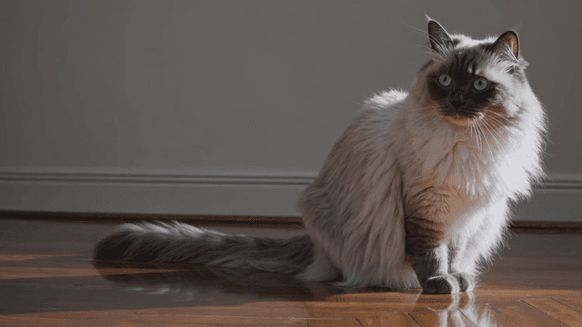 Furry cat sitting on wooden floor