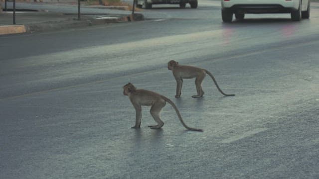 Monkeys on a Busy Street as Vehicles Drive by