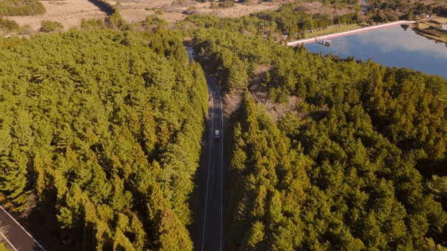 Car driving on a road surrounded by dense forest