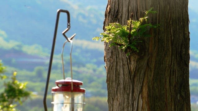 Tree trunk with a lantern hanging nearby, set against a backdrop of a lush green