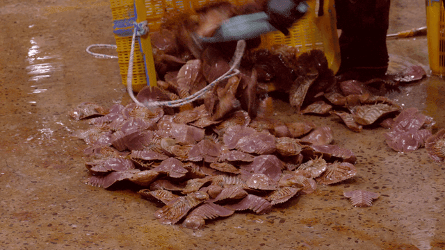 Fan shrimp being placed in baskets on wet market floor