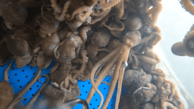 Octopuses in tank with blue holes