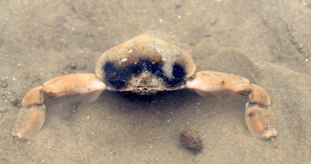 모래 바닥에 쉬고 있는 게