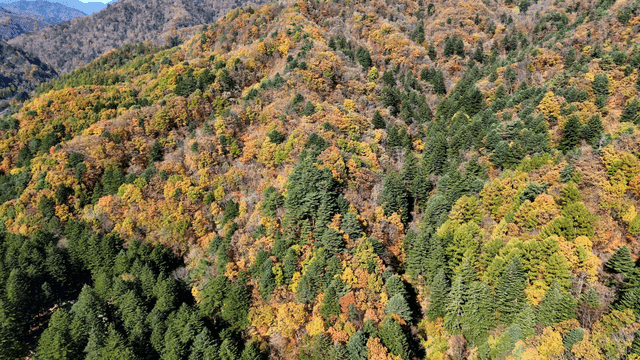 Aerial view of a colorful autumn forest