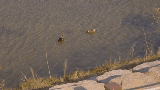 고요한 호수에서 수영하는 오리들